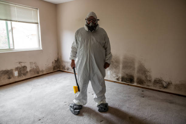 Best Mold Removal and Inspection  in Kirtland Af, NM